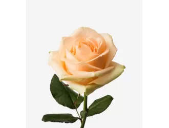 Peach Avalanche Rose